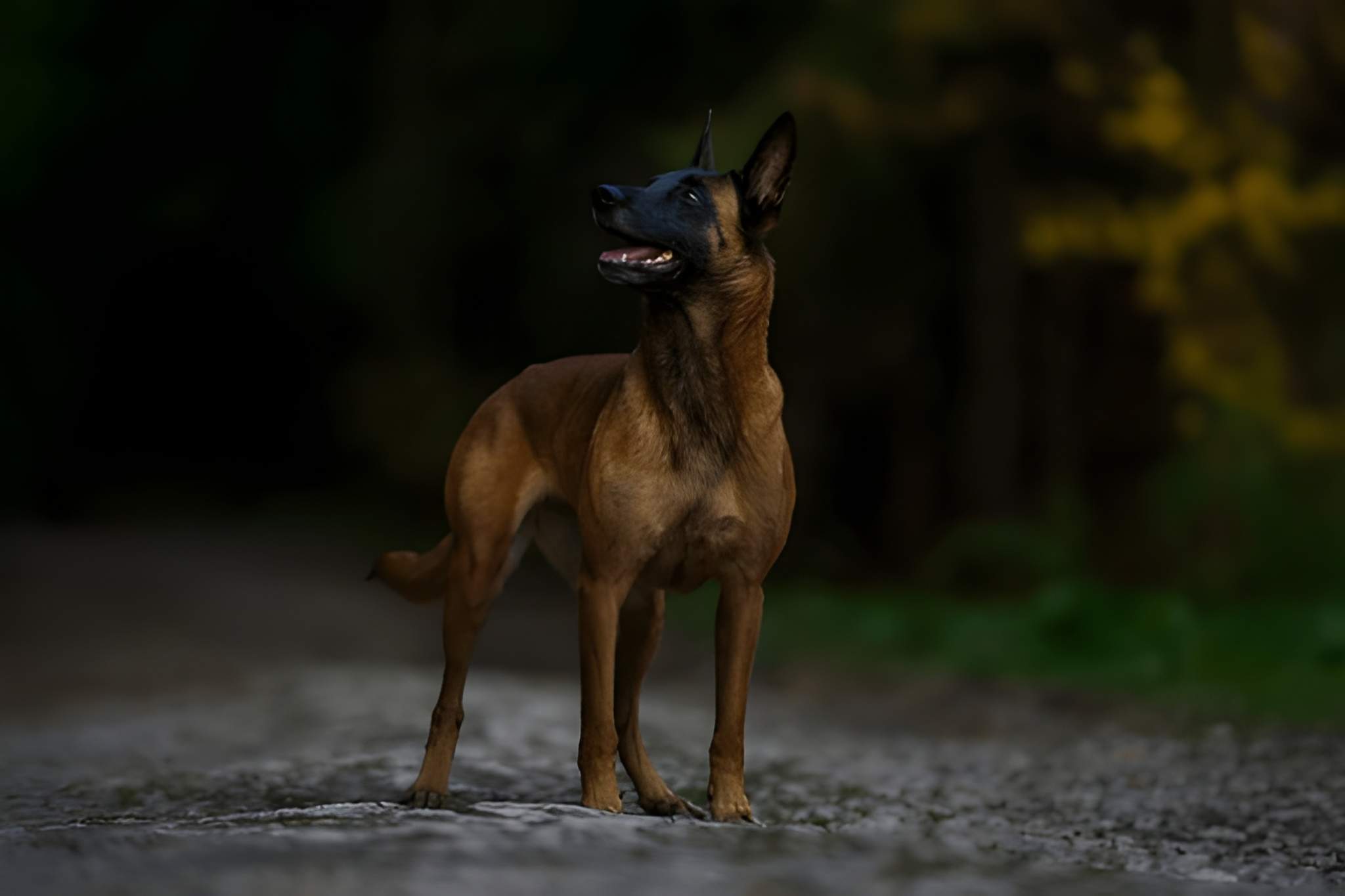 Berger Allemand en surveillance